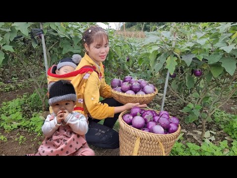 Harvesting eggplants to sell at the market, watering the vegetable garden, Daily life Harvesting eggplants to sell at the market, watering the vegetable garden, Daily life