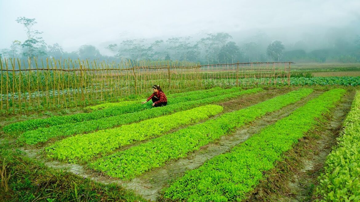 Take care of the clean vegetable garden, Mustard greens and Harvest kohlrabi | free life