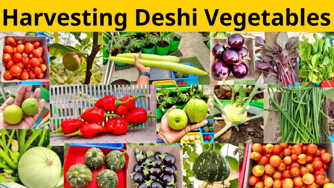 Biggest Harvesting Of Organic Desi Winter Vegetables From My Terrace Vegetable Garden In 2023 Biggest Harvesting Of Organic Desi Winter Vegetables From My Terrace Vegetable Garden In 2023