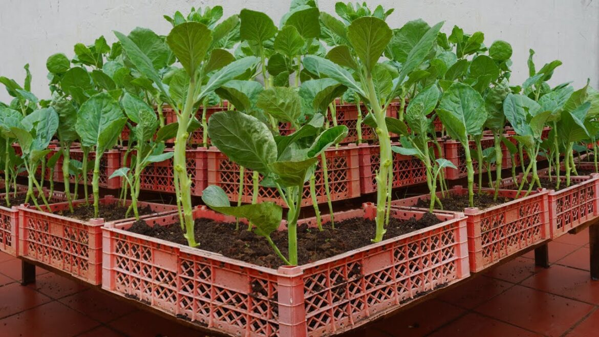 Grow a dream vegetable garden at home that is delicious and highly productive Grow a dream vegetable garden at home that is delicious and highly productive