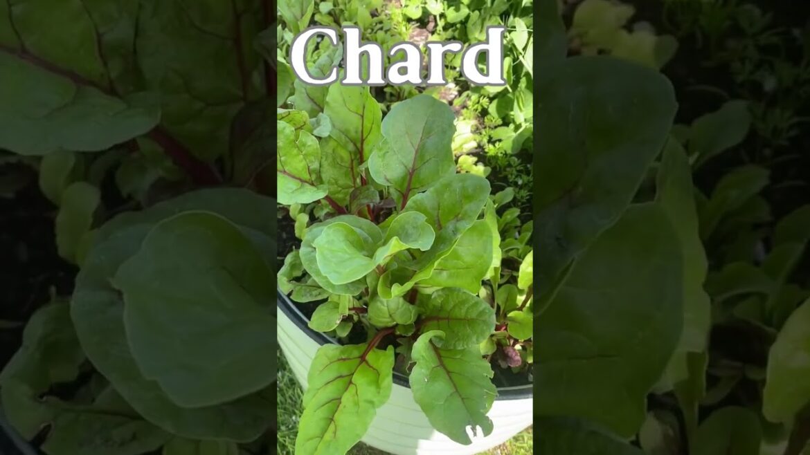 5 Vegetables to Grow in the Shade