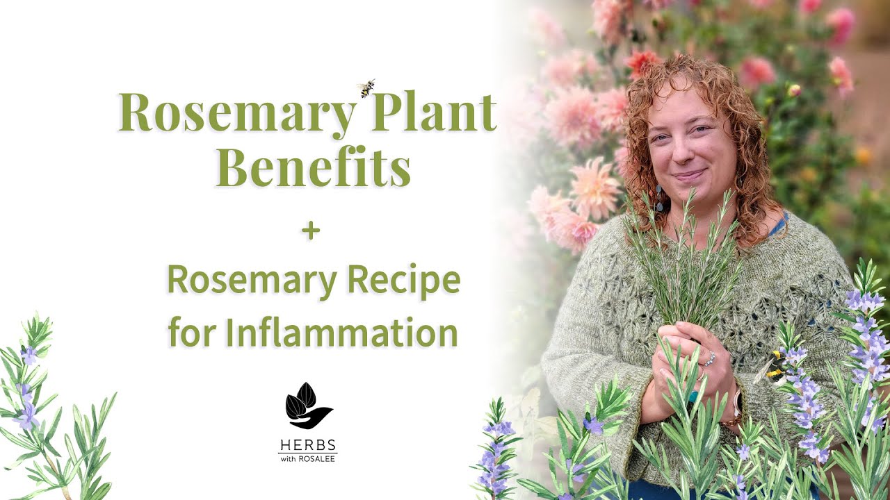 Rosemary Plant Benefits + Rosemary Recipe for Inflammation Dining and