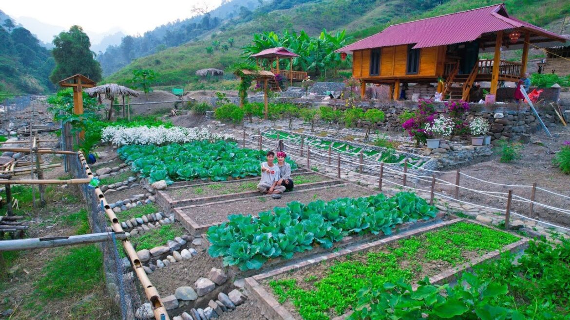 Sang and Vy fertilize potatoes, vegetable garden, cook dinner – Sang vy farm Sang and Vy fertilize potatoes, vegetable garden, cook dinner - Sang vy farm