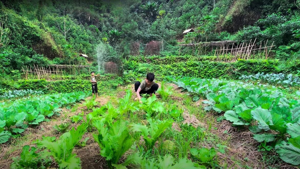 Orphan Boy – Caring for the Vegetable Garden, Looking for Crabs at Night to Sell #boy #survival #diy Orphan Boy - Caring for the Vegetable Garden, Looking for Crabs at Night to Sell #boy #survival #diy