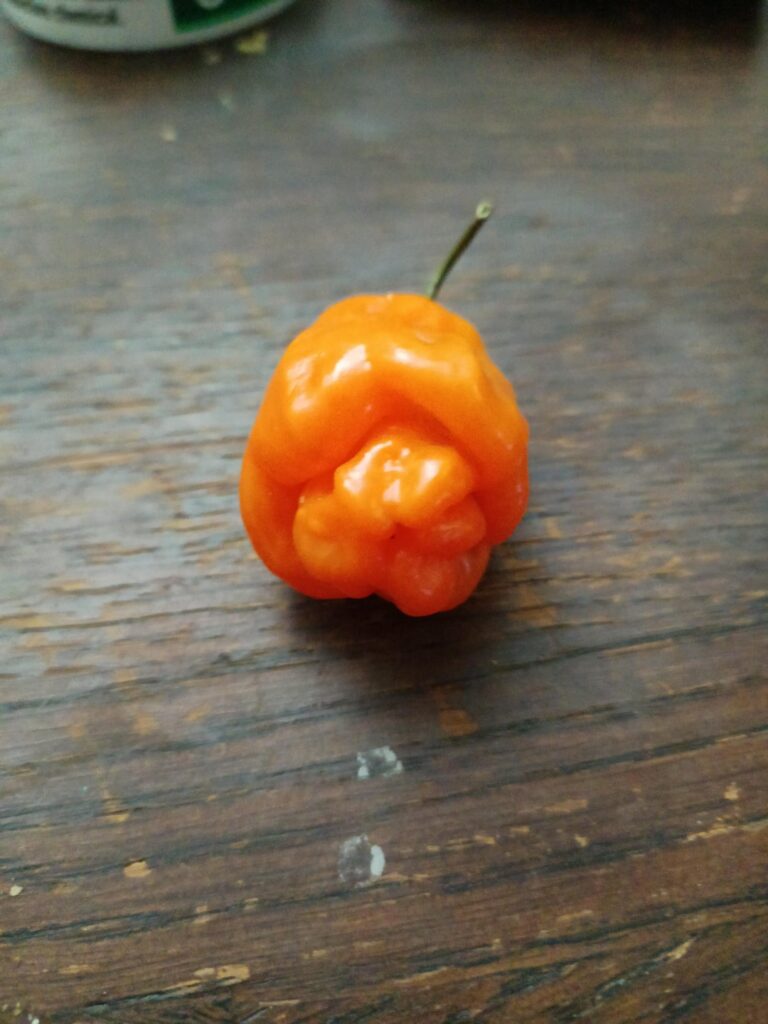 Sold as a habanero, but looks like a hybrid?