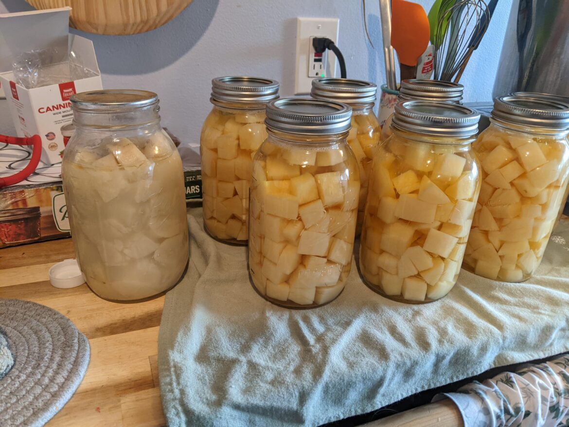 On the left is a jar of potatoes I canned a few months ago. On the right is now. I think I'm getting the hang of this!