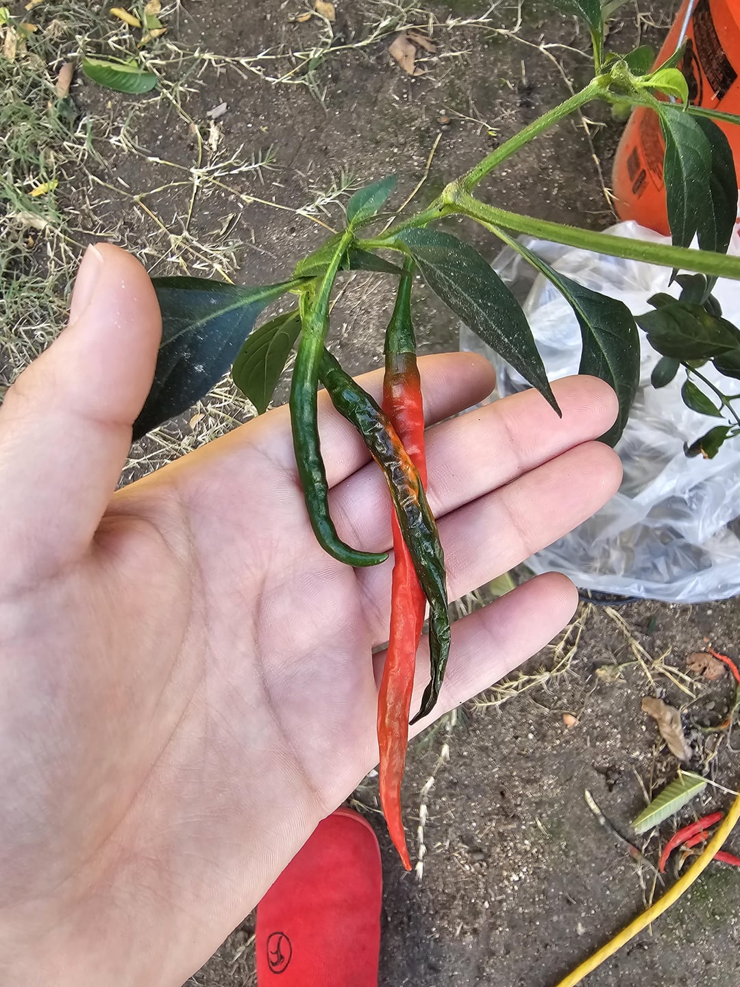 What's wrong with my peppers? Dining and Cooking