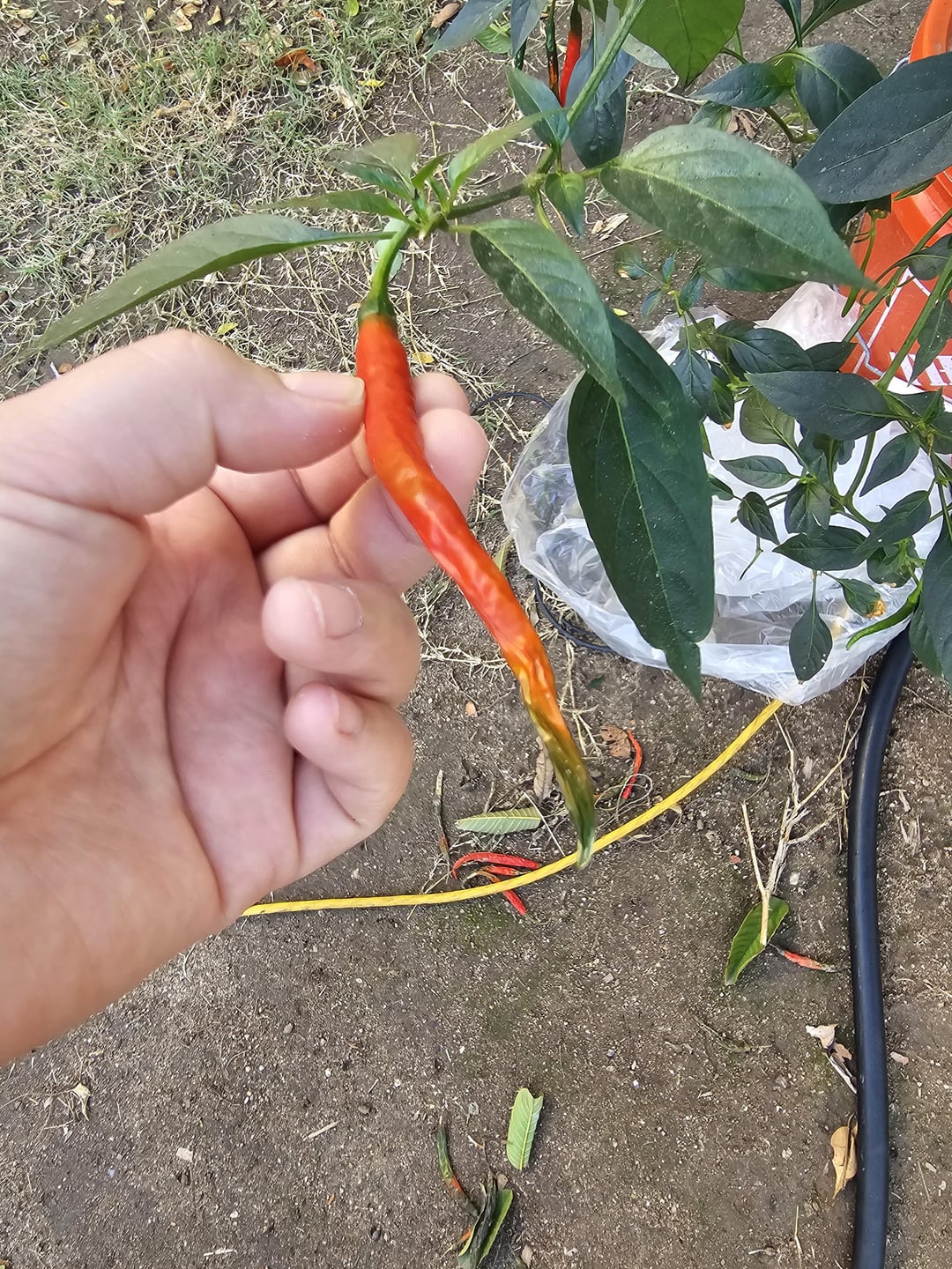 What's wrong with my peppers? Dining and Cooking