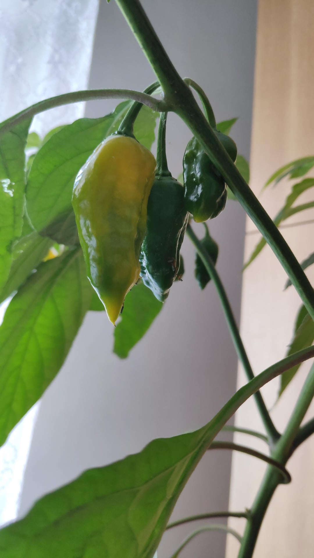Should my ghost pepper be yellow from red parents or is it not ripe