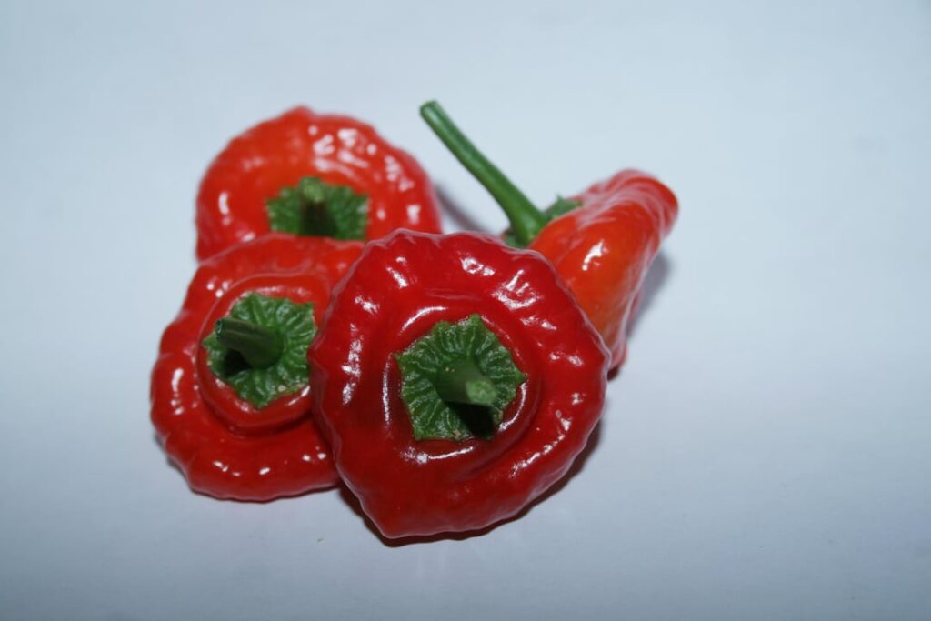Jamaican Scotch Bonnet!