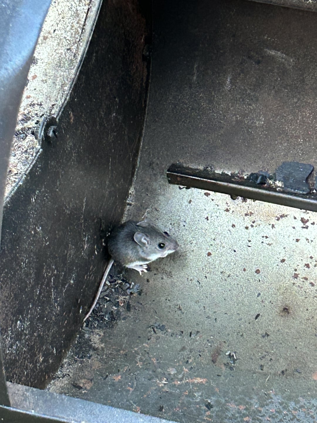 Mice in the smoker Dining and Cooking