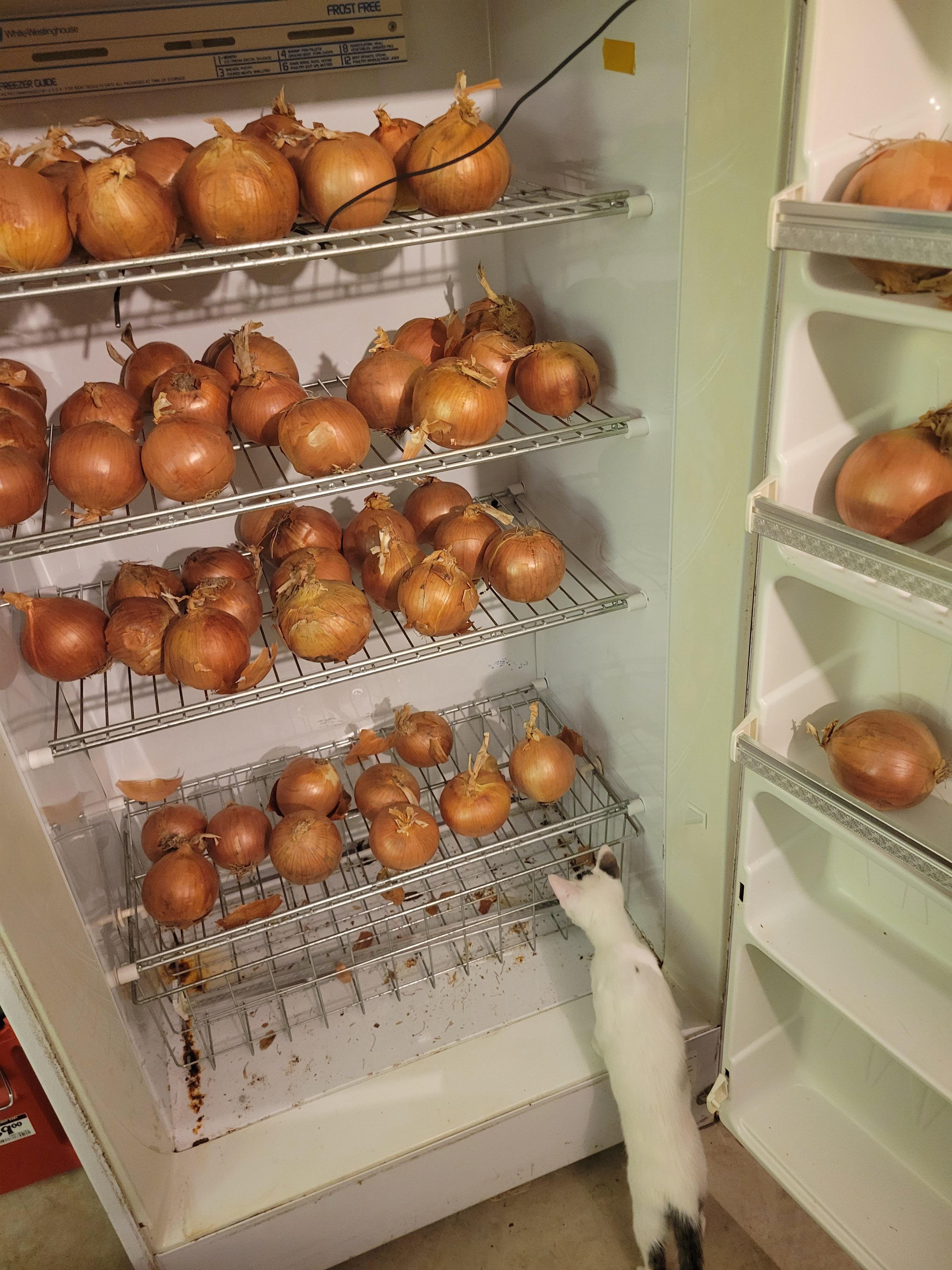 What that, you don't have a dedicated onion fridge? Dining and Cooking