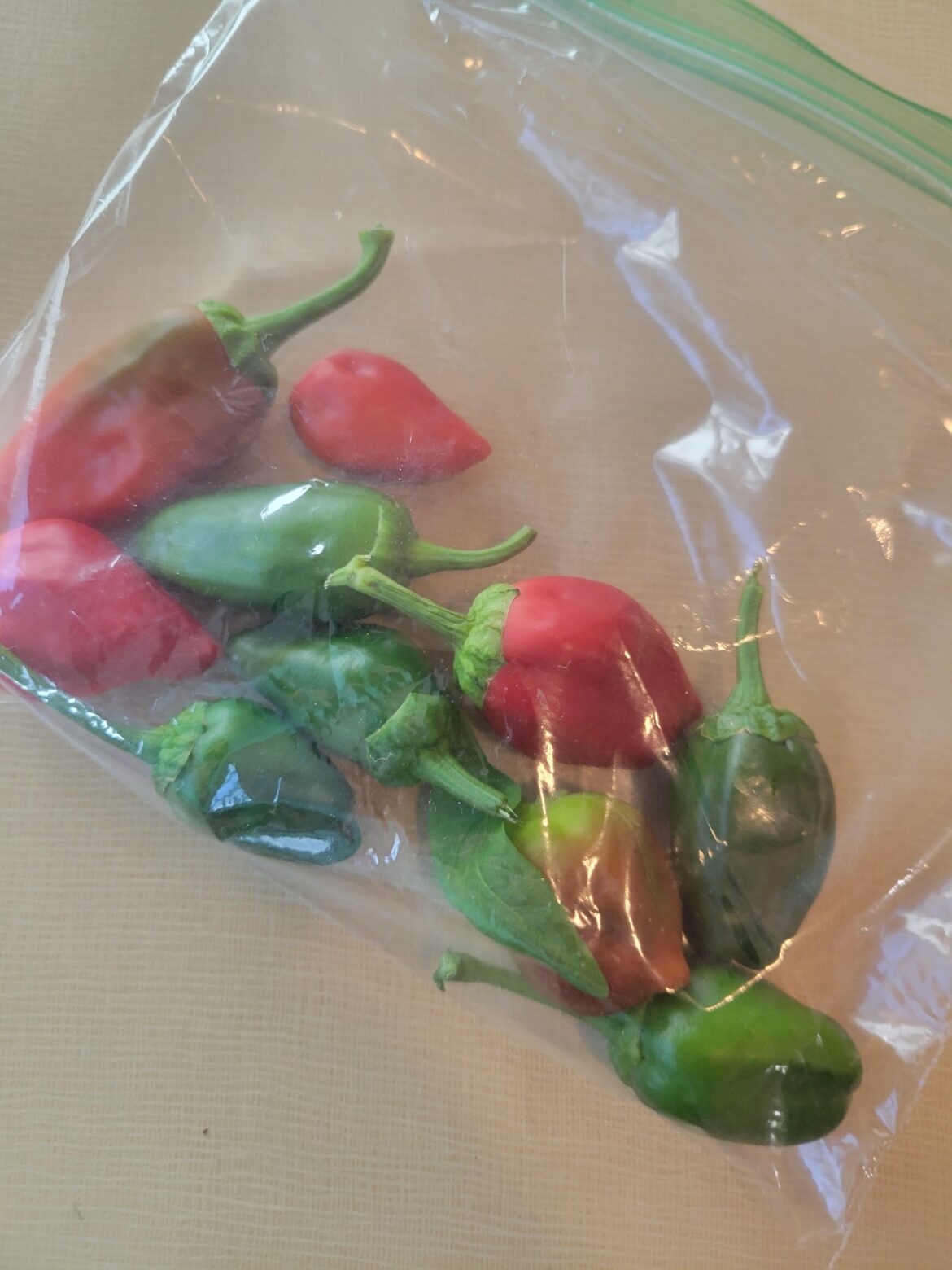 "Hey, you wanna eat some of the peppers I grew? They aren't that bad" They were quite warm for like an hour.