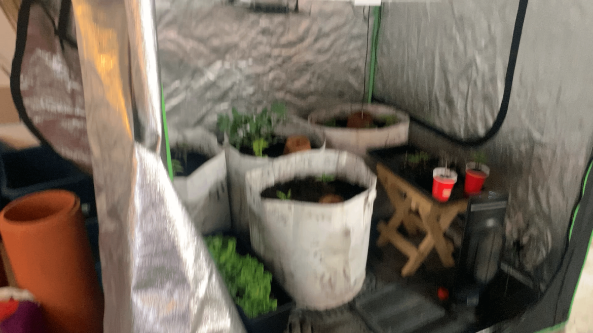 growing veggies in a tent doesnt have to be expensive