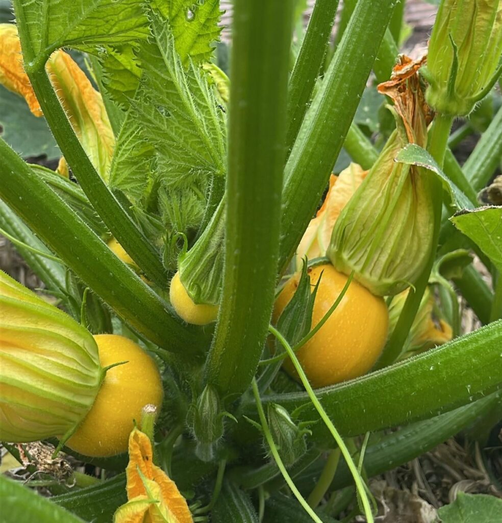 Are baby zucchinis edible?