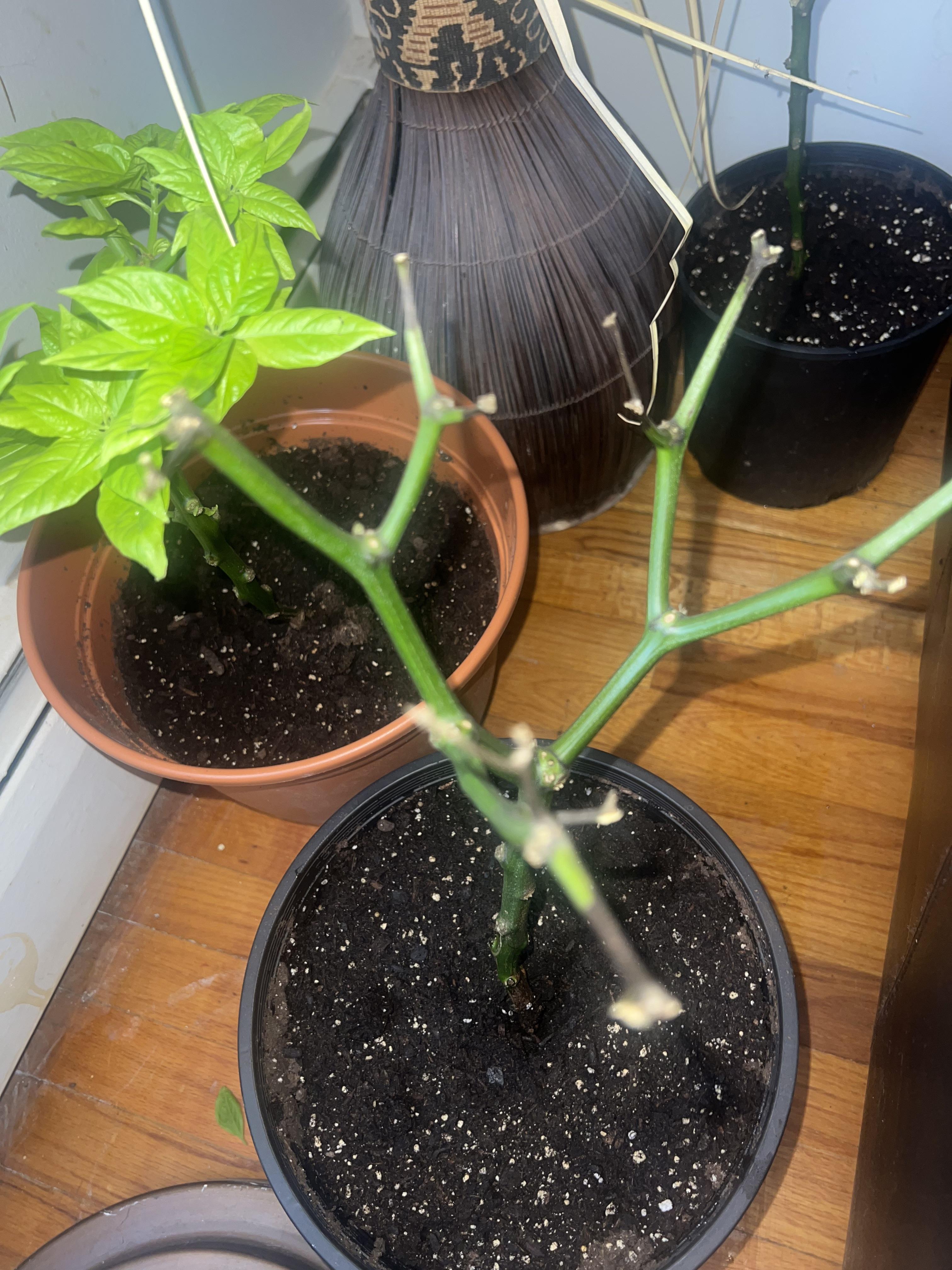 What does stems turning black mean? Dining and Cooking