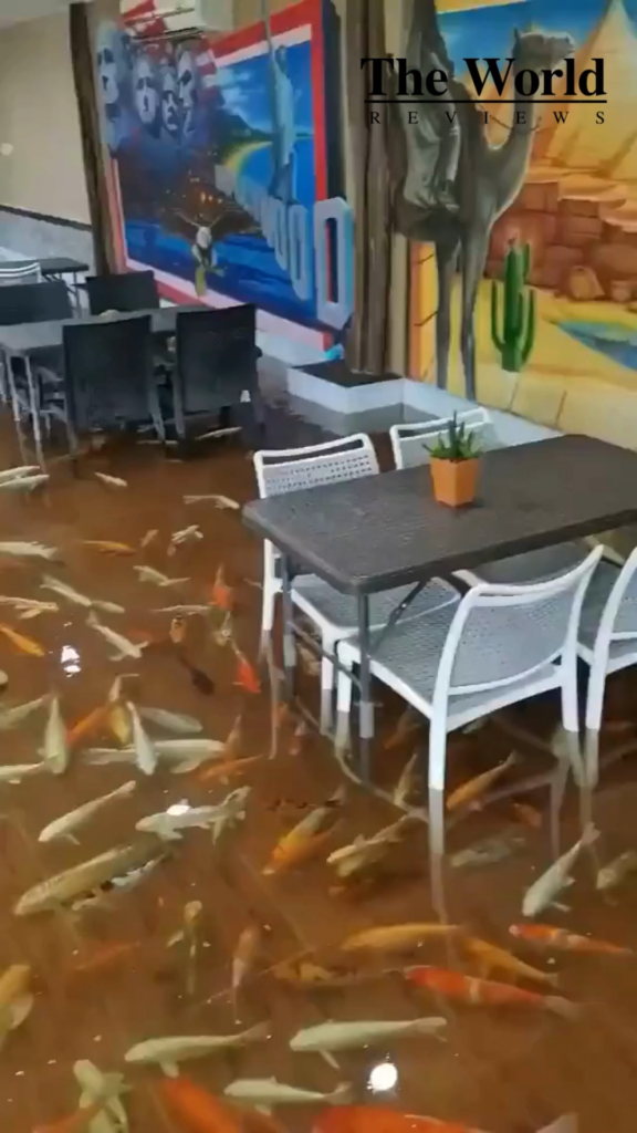 This is Sweet Fish Café in Khanom, Thailand that has ankle-deep water filled with countless colorful fish, mainly Koi, swimming around the entire café floor