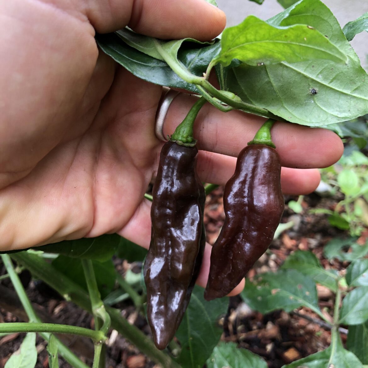 Is my aji panca ripe yet?