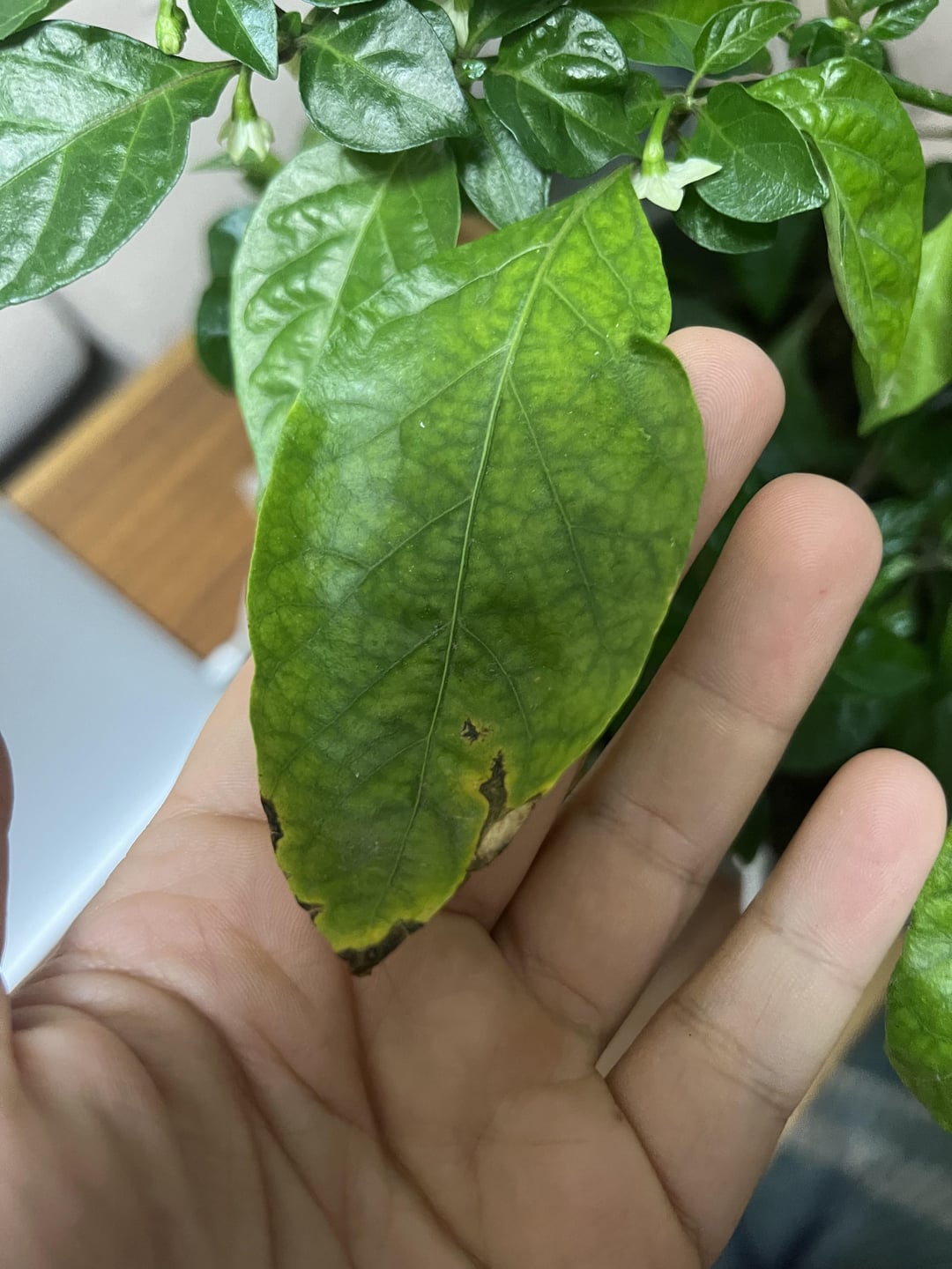 Help! My reaper’s leaves are turning yellow Dining and Cooking