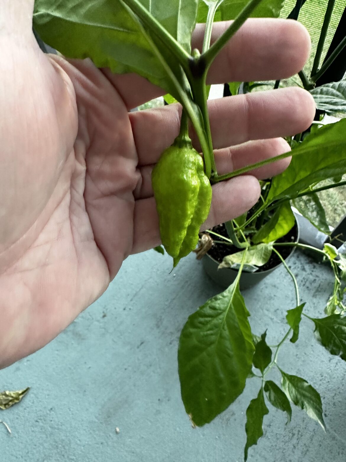 We Have A Baby Ghost Pepper!