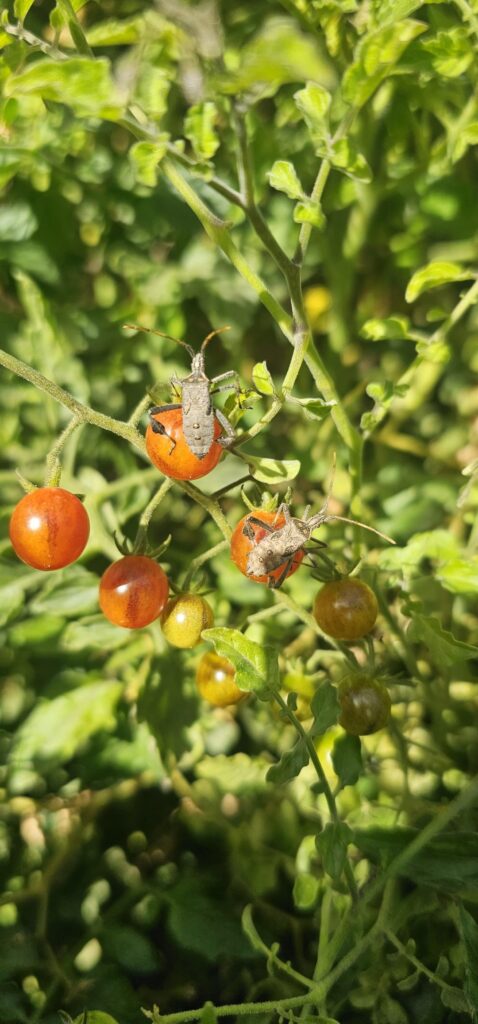 What are these bugs hanging out on my tomatoes??