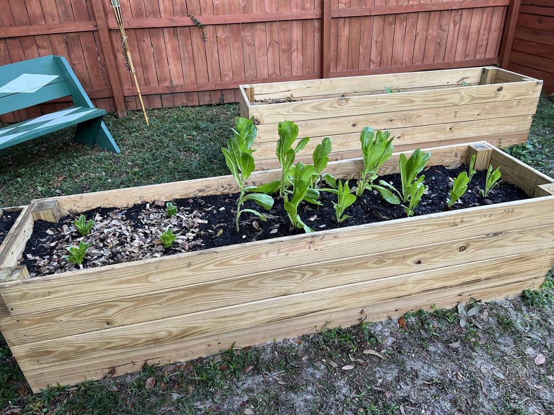 First time growing anything. Zone 9b. Why is my lettuce so long but not
