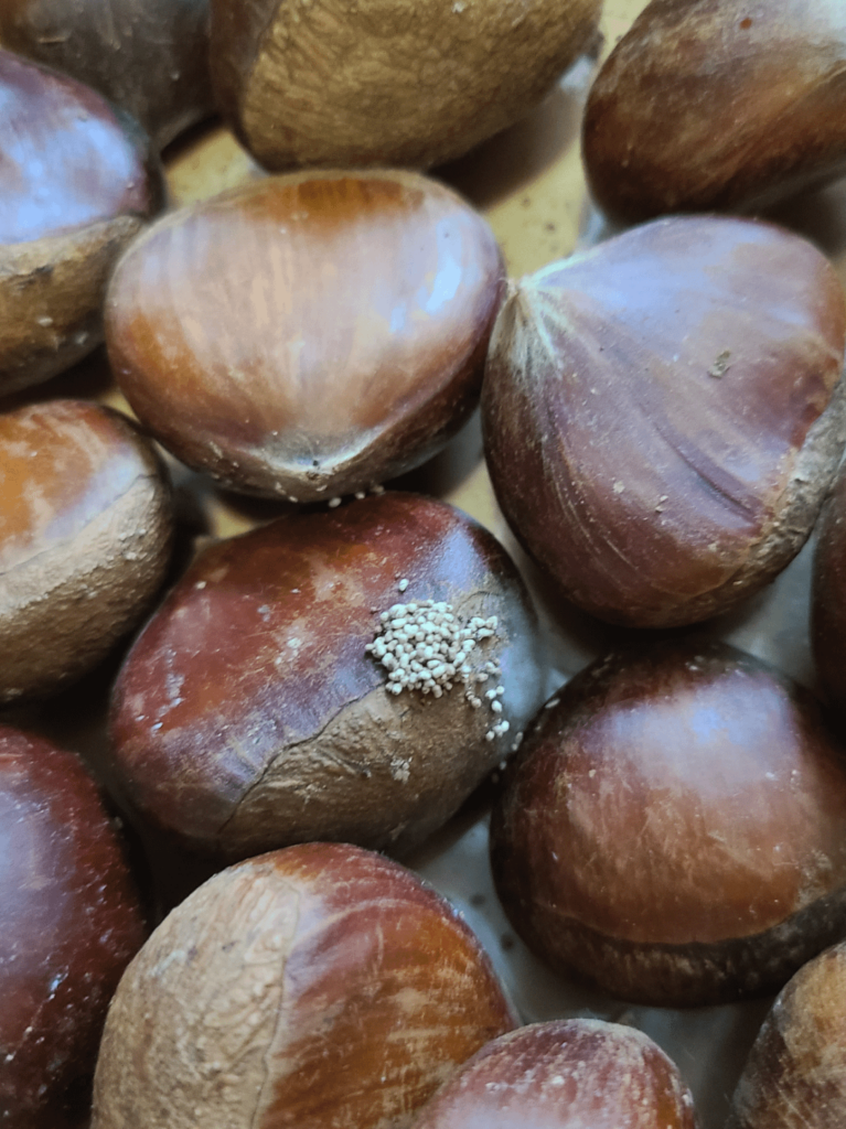 What are these things on Korean chestnuts?