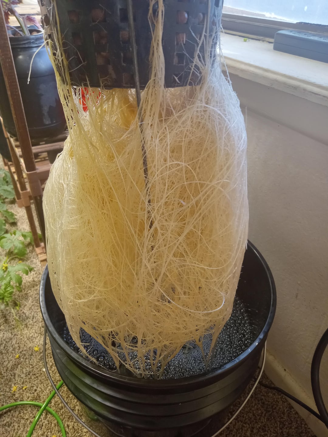 Beefsteak tomato roots (dwc) Dining and Cooking