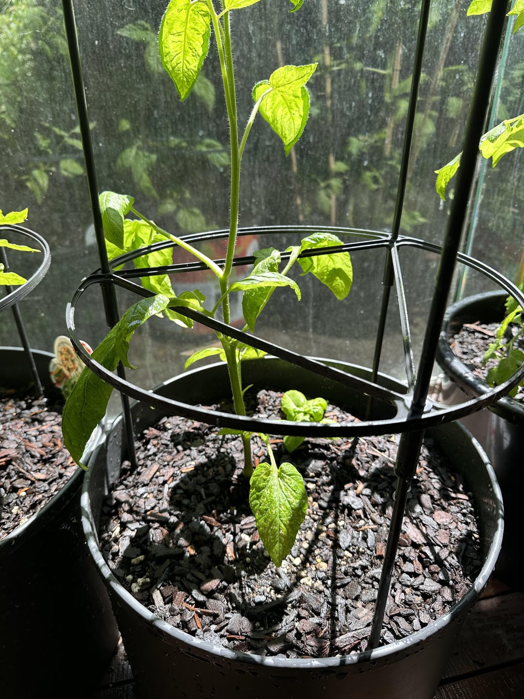 One of my tomato plants (pink brandy wine) has been slow to grow