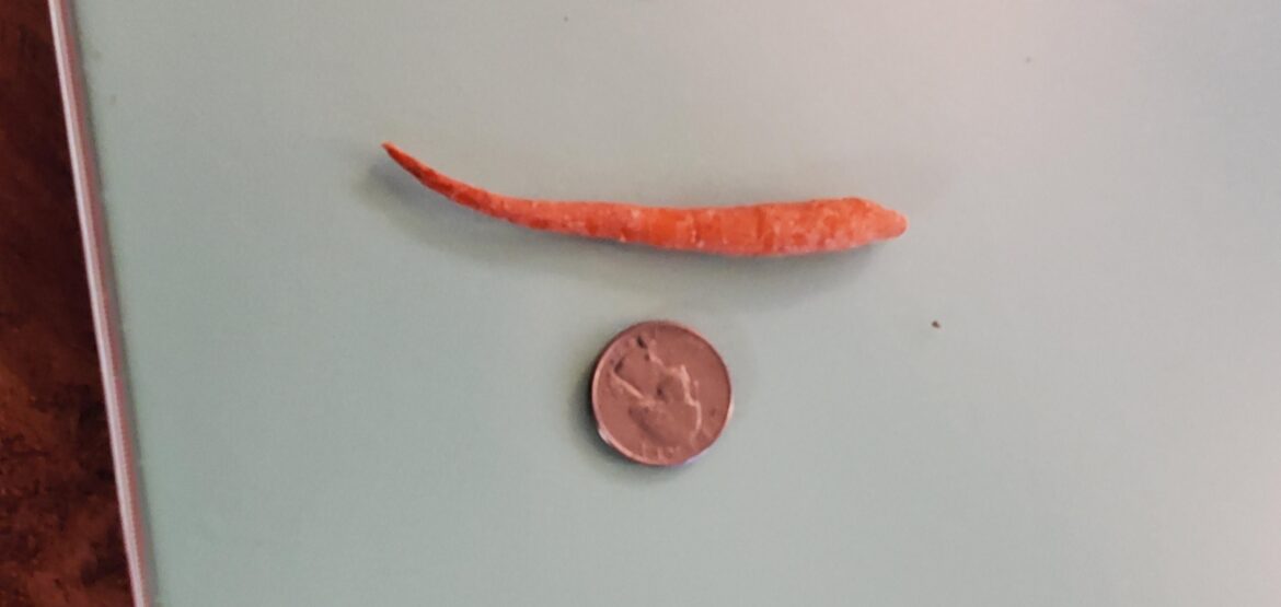 My carrots are usually huge but not this week