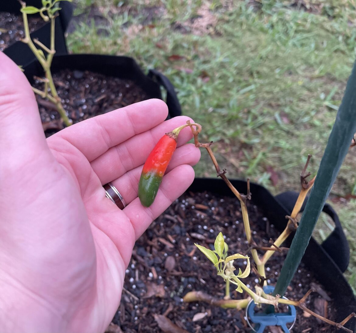 My final pepper of the year went festive for the occasion.