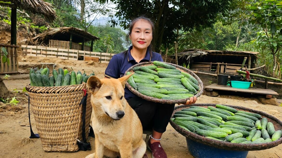 Harvest cucumbers goes to market sell – Take care of the vegetable garden | Ly Thi Tam Harvest cucumbers goes to market sell - Take care of the vegetable garden | Ly Thi Tam