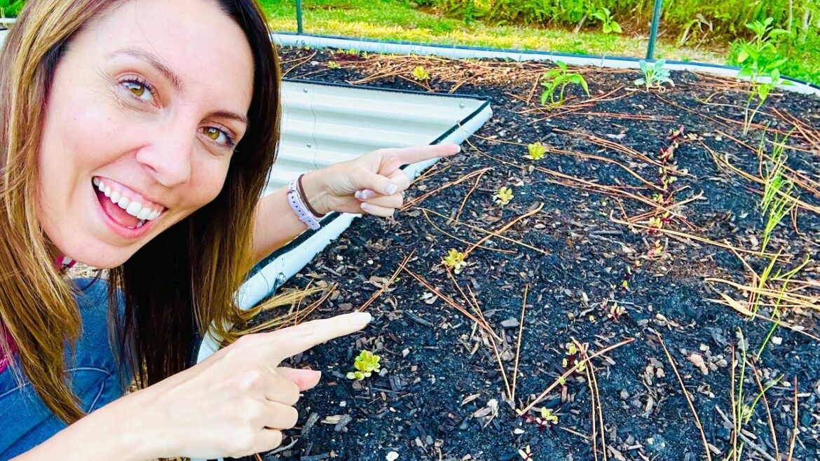 Seedling Update!  Winter Vegetable Garden Tour Seedling Update!  Winter Vegetable Garden Tour