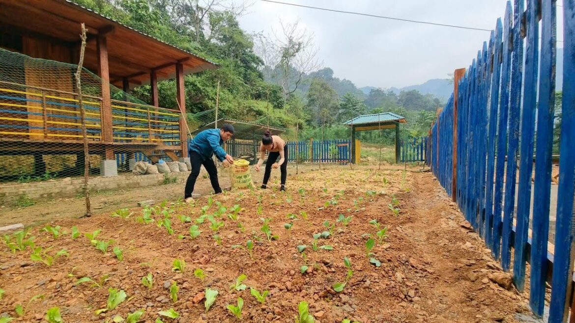 Build a vegetable garden and take care of seedlings, paint the cabin – Dang Thi Mui Build a vegetable garden and take care of seedlings, paint the cabin - Dang Thi Mui