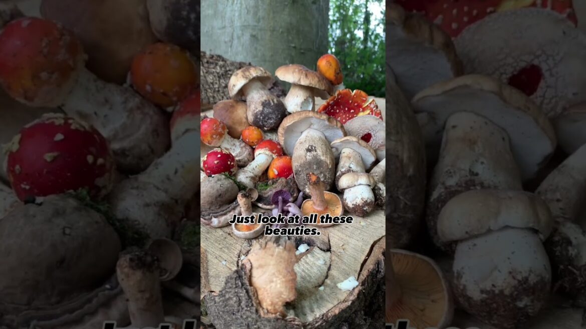 The Porcini Mushroom aka Cep/Penny bun… Autumn magic #foraging #mushroom #wildfood #mushrooms