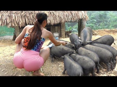Taking Care Many Pigs – Applying Microbial Fertilizer Vegetable Garden | Farm ASRM Taking Care Many Pigs - Applying Microbial Fertilizer Vegetable Garden | Farm ASRM