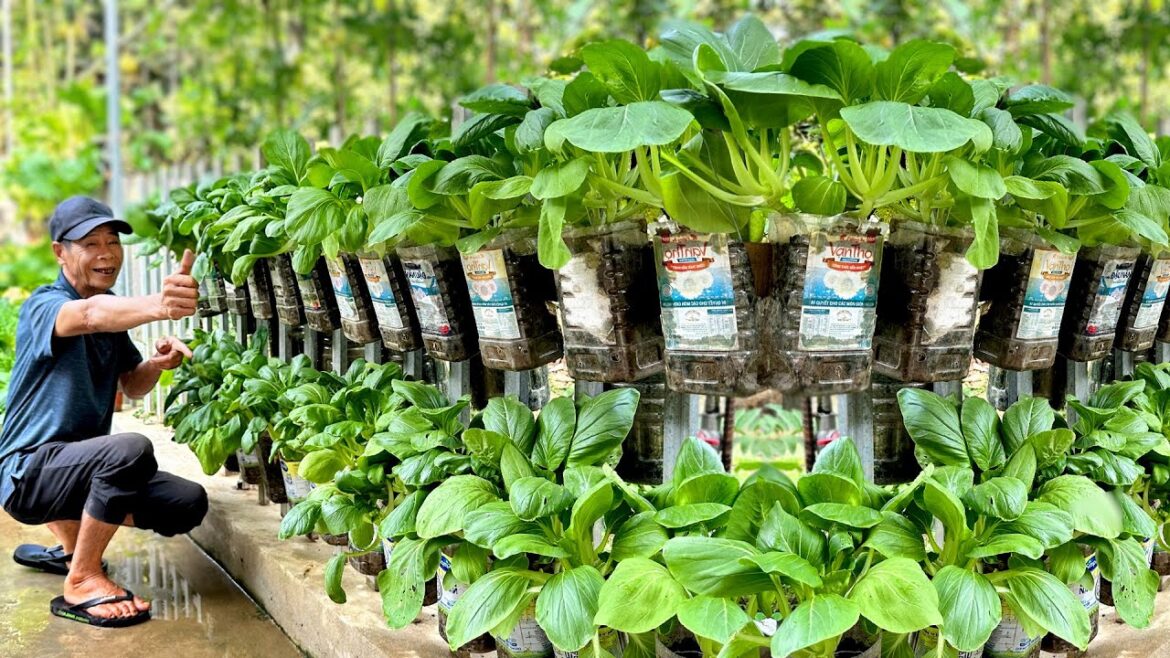 Grow A Dream Vegetable Garden Using Just Plastic Bottles, Delicious And High Yield Grow A Dream Vegetable Garden Using Just Plastic Bottles, Delicious And High Yield
