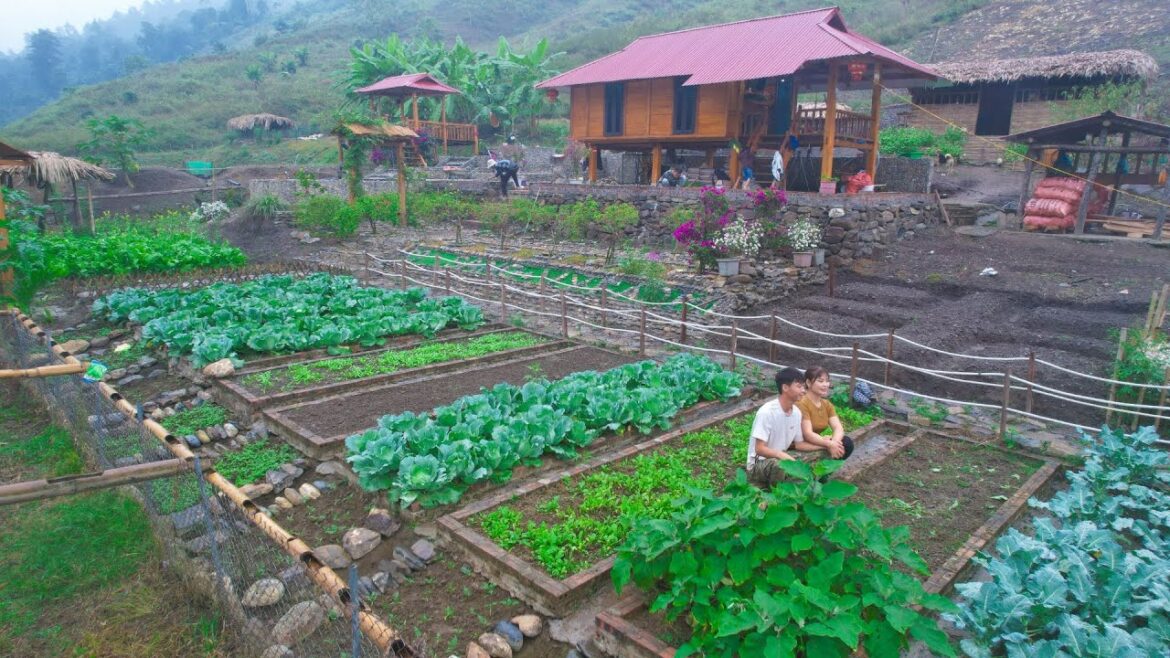 Sang Vy builds everything from stone, clean vegetable garden, harvest – Sang Vy Farm Sang Vy builds everything from stone, clean vegetable garden, harvest - Sang Vy Farm
