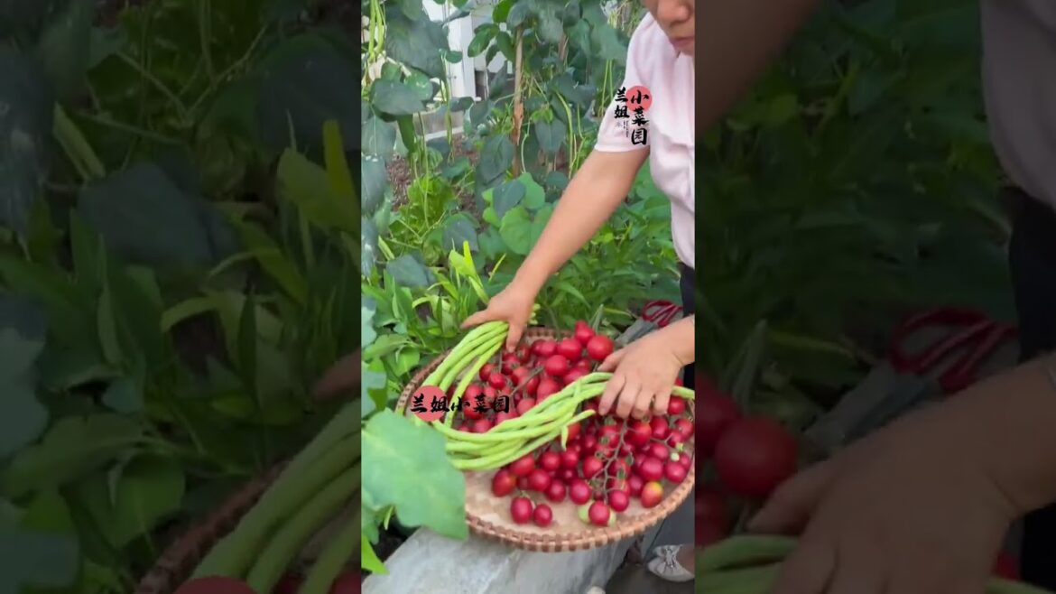 My growing Vegetable at home by Meimei My growing Vegetable at home by Meimei