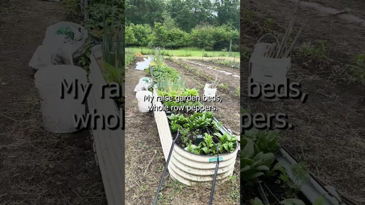 Vegetable Garden 2023 #organicgardening #gardening #vegetablegarden #tomato