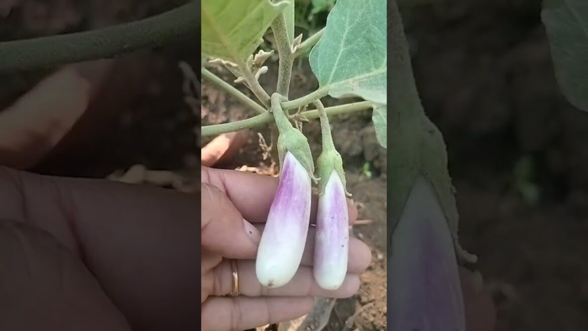 begin vegetable in my garden very healthy and fresh #viralshort #gardening #vegetablegardening