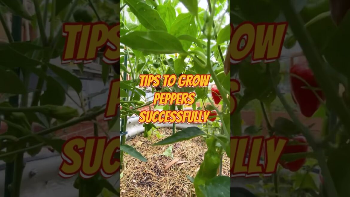 How to grow Peppers Plants #shortvideo #gardening #vegetablegarden