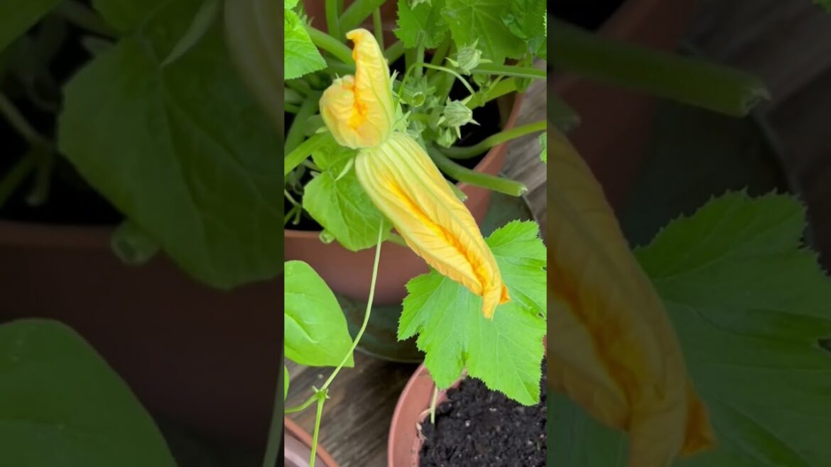 Zucchini Flower . USA Vegetable Gardening