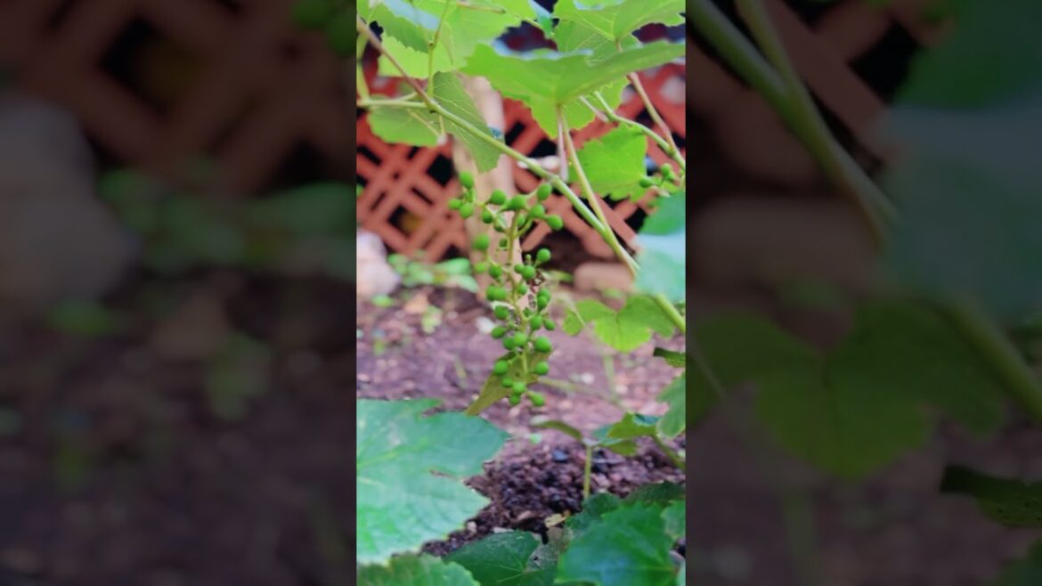 Our vegetable garden #shots #vegetablegarden
