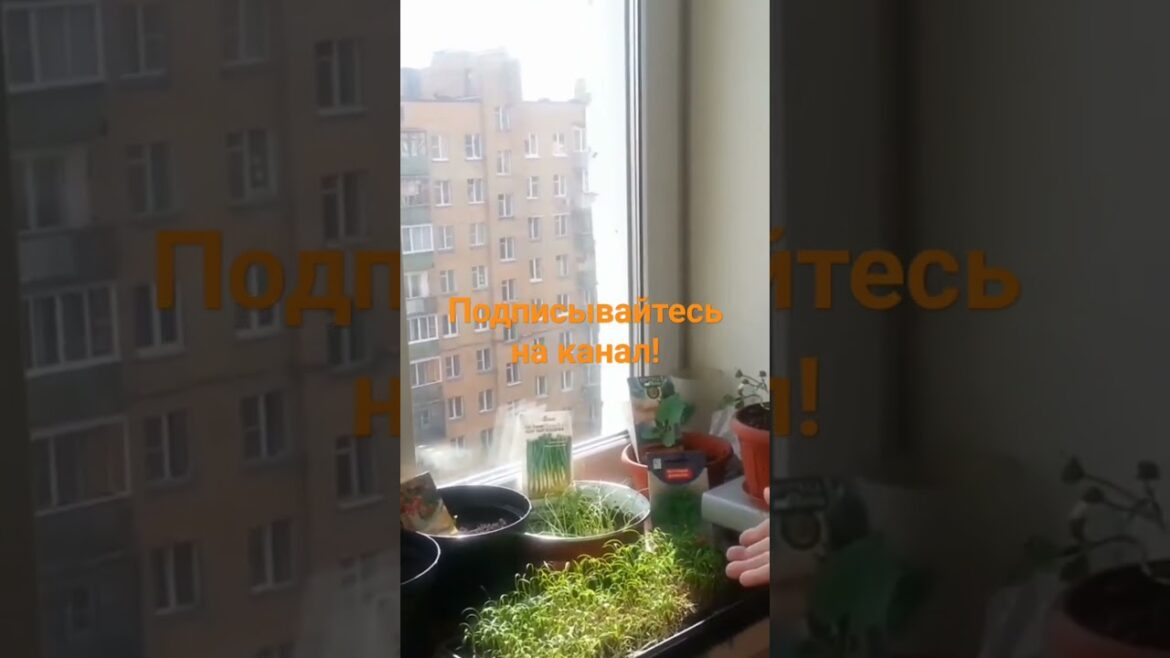 Почем укропчик? Почему важно самим выращивать зелень? Огород на подоконнике. Почем укропчик? Почему важно самим выращивать зелень? Огород на подоконнике.