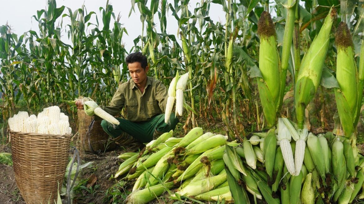 Lush vegetable garden, Harvest beautiful corn fields to sell at the market Ep 129 Lush vegetable garden, Harvest beautiful corn fields to sell at the market Ep 129