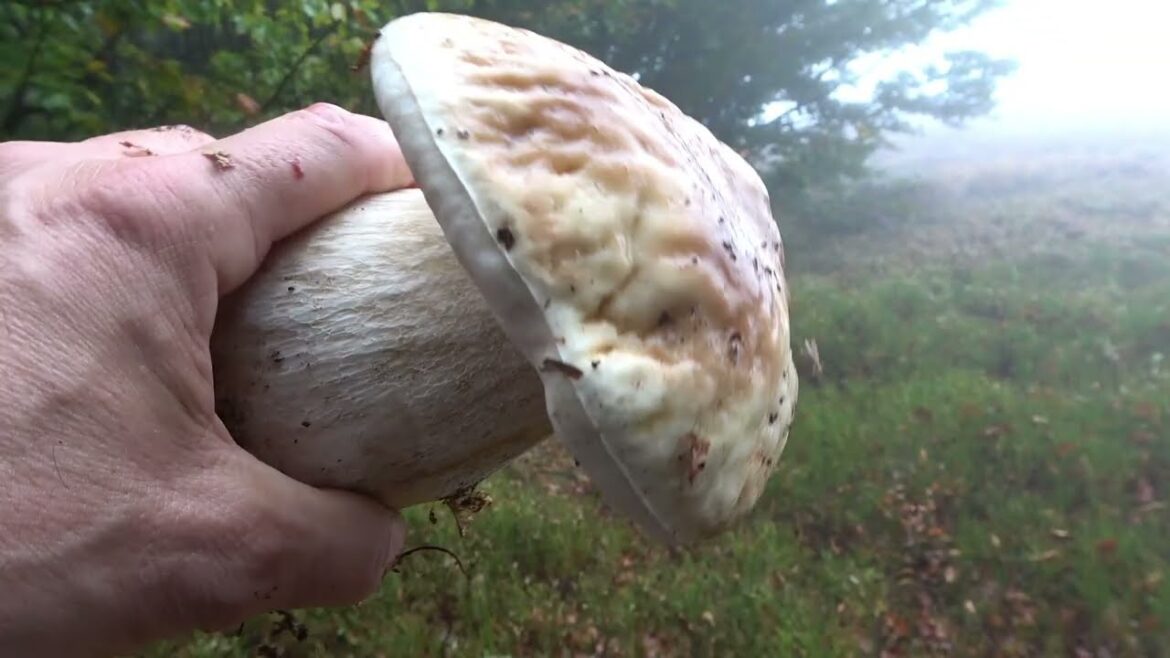 La pura bellezza dei funghi porcini - ottobre 2023