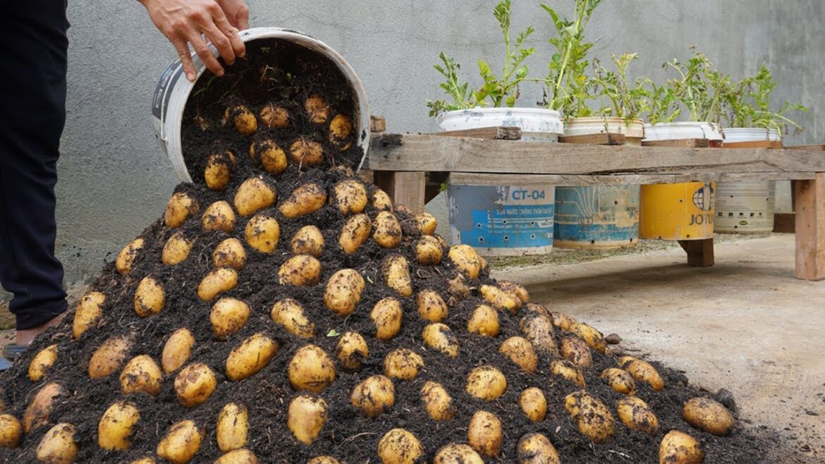 Using this method, You can grow potatoes all year round. Growing potatoes in plastic containers Using this method, You can grow potatoes all year round. Growing potatoes in plastic containers