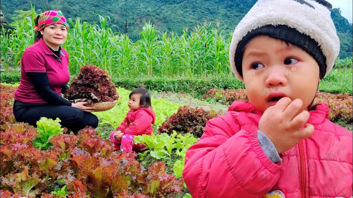 Harvest Red Vegetable Garden Go To Market Sell – Buy clothes for the baby and cook for the baby Harvest Red Vegetable Garden Go To Market Sell - Buy clothes for the baby and cook for the baby