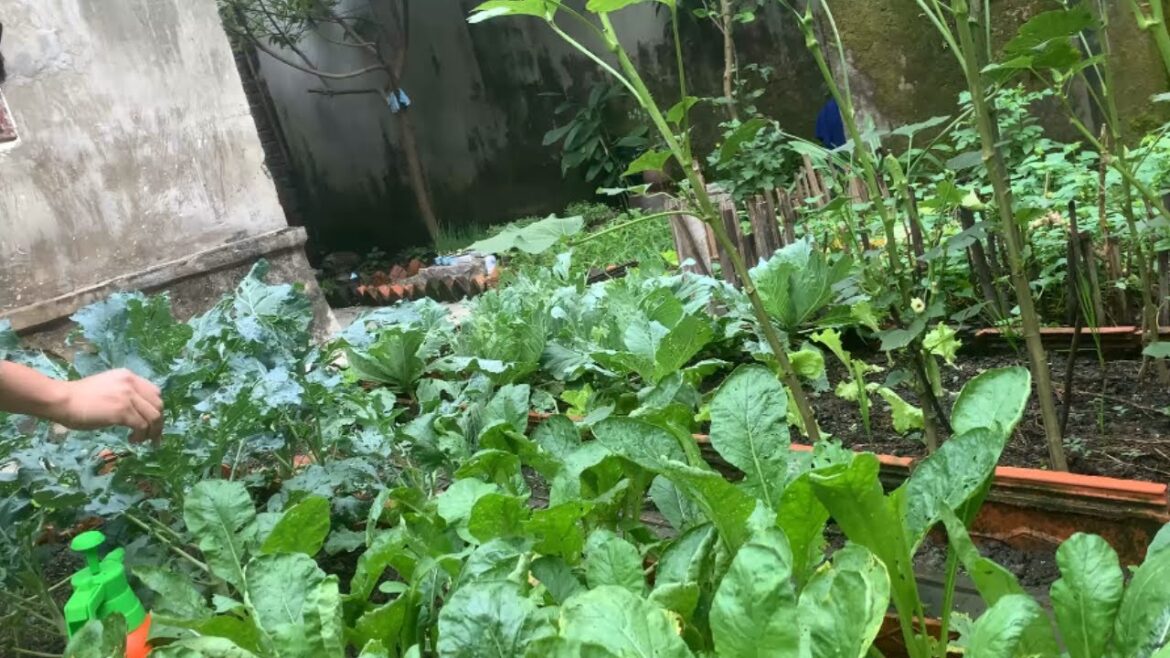 Vegetable Garden Renovation Episode 8 – Tour My Renovated Garden Vegetable Garden Renovation Episode 8 - Tour My Renovated Garden
